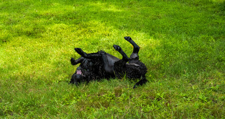 photograph of a black lab on her back with her feet up in the air like she don't care
