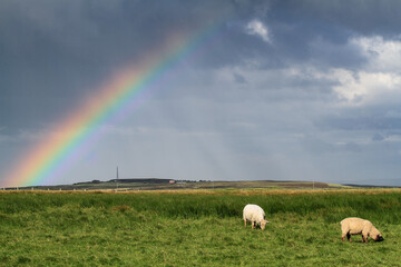Rainbow and veils of rain over a meadow in western Ireland with sheep in the foreground
