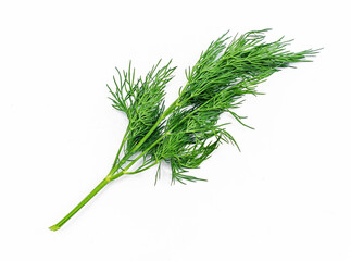 One sprig of green fresh dill on a white background isolated. Greens for health.