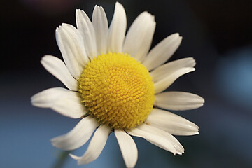 Daisy flower on dark background