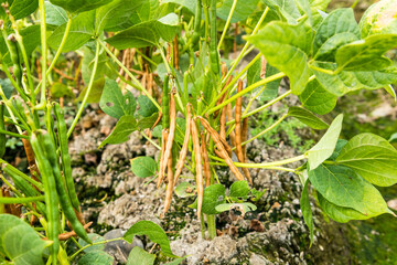 Close-up of adzuki pods growing in the farmland of Wandan, Pingtung, Taiwan.