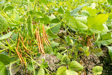 Close-up of adzuki pods growing in the farmland of Wandan, Pingtung, Taiwan.