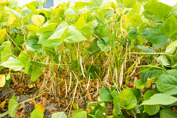 Close-up of adzuki pods growing in the farmland of Wandan, Pingtung, Taiwan.