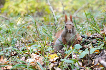 squirrel in the park