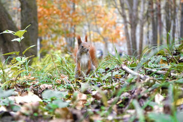 squirrel in the forest