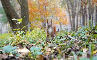 squirrel in the woods