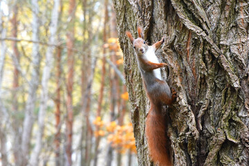 squirrel in the tree