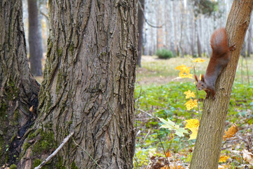 squirrel in the tree