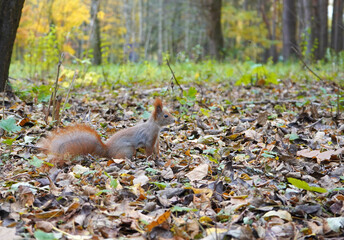 squirrel in the park