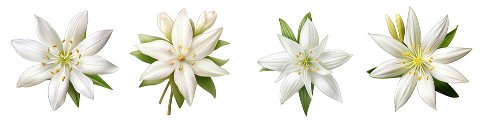 Fototapeta na wymiar Early Star-of-Bethlehem flower clipart collection, vector, icons isolated on transparent background