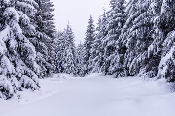 Kleine Winterwanderung durch den Tiefschnee im Thüringer Wald bei Oberhof - Thüringen -...