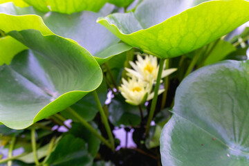 white water lilies with green leaves in a pond
