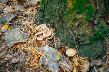 green moss on trees in the autumn forest