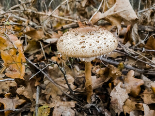 Parasol mushroom in the forest in November