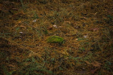 moss in the autumn forest