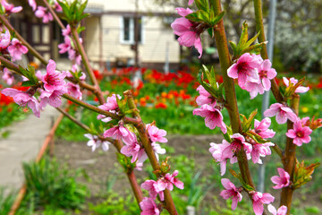 Closeup many flowers of blooming peach tree in backyard.
