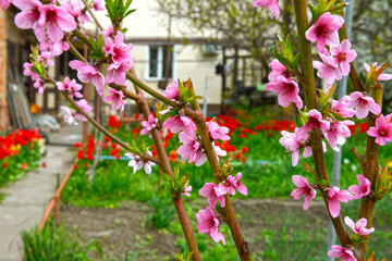 Closeup many flowers of blooming peach tree in backyard.