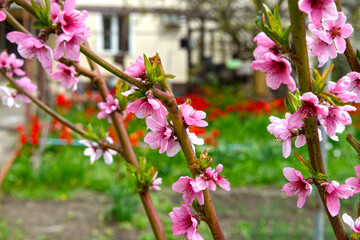 Closeup many flowers of blooming peach tree in backyard.