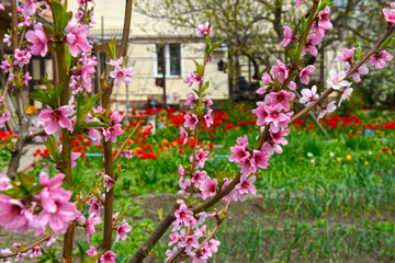 Closeup many flowers of blooming peach tree in backyard.