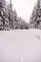 Kleine Winterwanderung durch den Tiefschnee im Thüringer Wald bei Oberhof - Thüringen - Deutschland