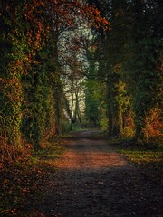 Naklejka premium autumn in the forest