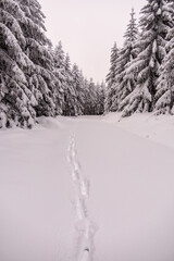 Kleine Winterwanderung durch den Tiefschnee im Thüringer Wald bei Oberhof - Thüringen - Deutschland