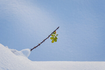 Brier plant stem whit leaf in winter snow. Minimalism background, copy space