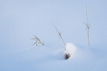 High dry grass in snow. Minimalism winter landscape background
