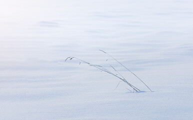 High dry grass in snow. Minimalistic winter landscape background
