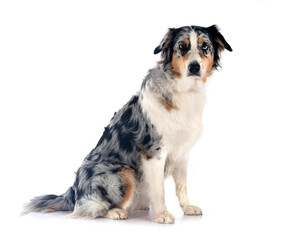 australian shepherd in studio