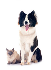 young Yakutian Laika and siamese cat