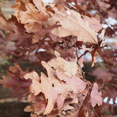 A pile of autumn leaves on the ground.