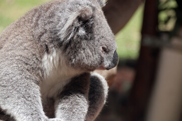 koala in a zoo in australia
