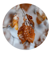 Branch, brown beech leaves with snow and ice in winter. Minimalistic beauty of nature in cold season, close up.