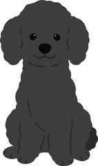 Simple and adorable black colored Poodle dog illustration sitting in front view