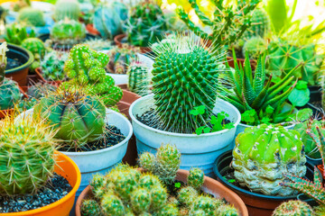 Various types of decorative home cacti in pots.