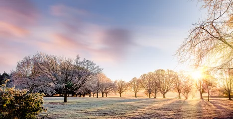 Zelfklevend Fotobehang Amazing winter sunrise in Norfolk England trees © mreco