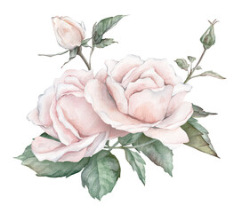 Watercolor composition from white creame roses and green leaves. Hand drawn illustration isolated white background. Element hand painted natural plant twigs with ligth pink rose for design