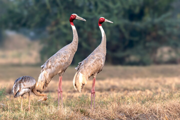 Sarus Crane- Wades in Shallow wetlands or in agriculture area.