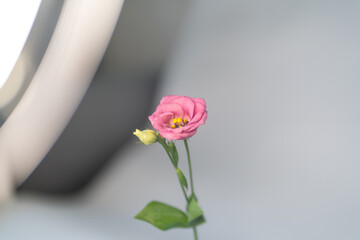single pink pastel dreamy flower