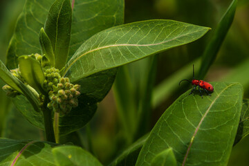 Red Milkweed Beetle