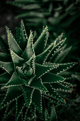 Aloe vera close-up. Deep green, emerald floral background.