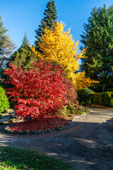 Obraz premium Kubota Autumn Path 6