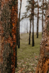 autumn in the forest