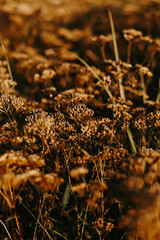 autumn background
