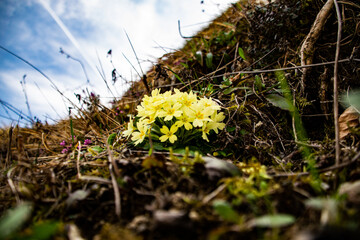 Beautifull flowers in spring