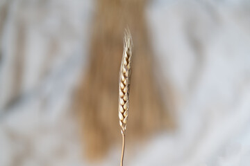 dry elegant pastel flowers