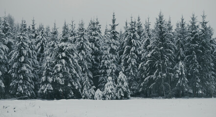 Snow Covered Spruce Trees. Vintage Style Photo - obrazy, fototapety, plakaty