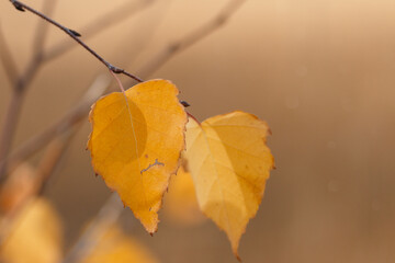 Orange yellow leaf in sunlight. Autumn landscape with blurred, unfocused background, Golden Autumn Banner. Layout.