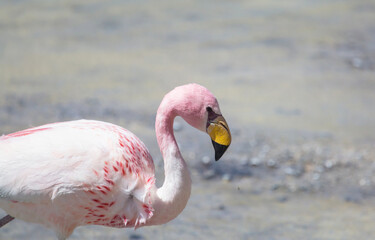 Flamingo in Bolivia